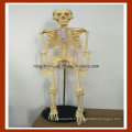 Modèle de squelette d&#39;anatomie humaine de 85 cm pour l&#39;éducation